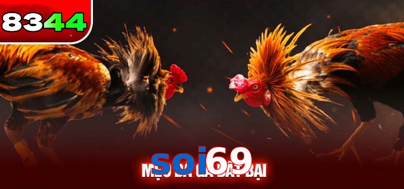 Đá gà soi69 có sức hấp dẫn